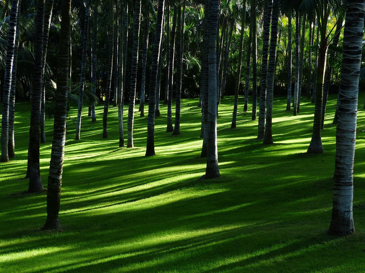 Tuinen met diverse planten in schaduwrijke zones.